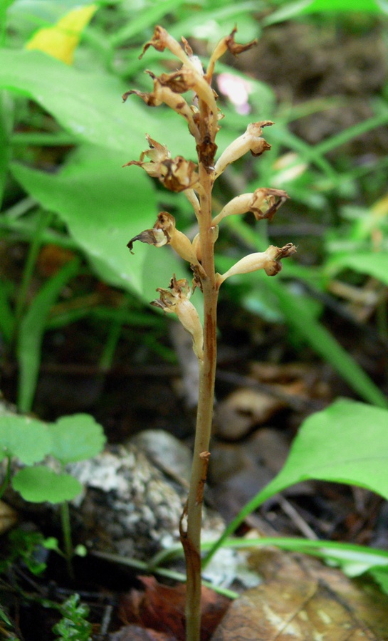 Image of Neottia nidus-avis specimen.