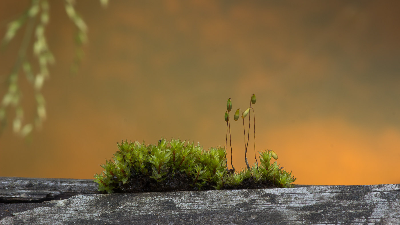 Image of genus Bryum specimen.