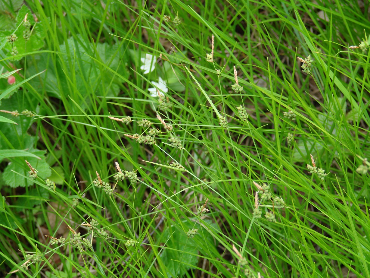 Изображение особи Carex globularis.