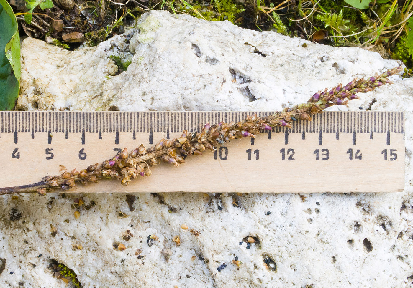 Image of Plantago major specimen.