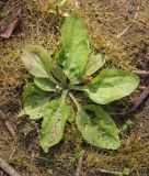 Plantago uliginosa. Плодоносящее растение в сообществе плодоносящих побегов Eleocharis acicularis. Пермский край, Оханский р-н, Тулумбаихинское сельское поселение, Кунчурихинский бор, часто затапливаемый песчаный берег. 27.09.2020.