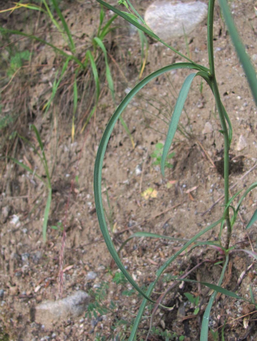 Image of Bupleurum exaltatum specimen.