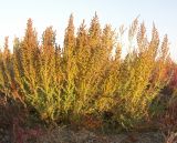 Kalidium foliatum