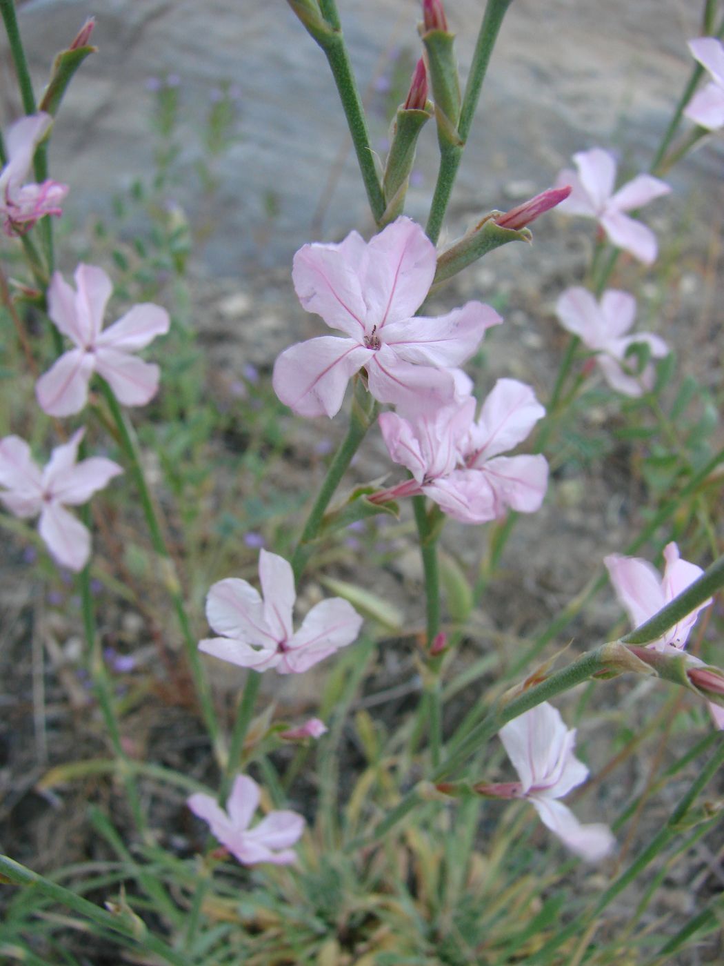 Image of Chaetolimon setiferum specimen.