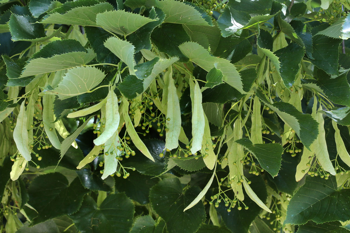 Изображение особи Tilia begoniifolia.