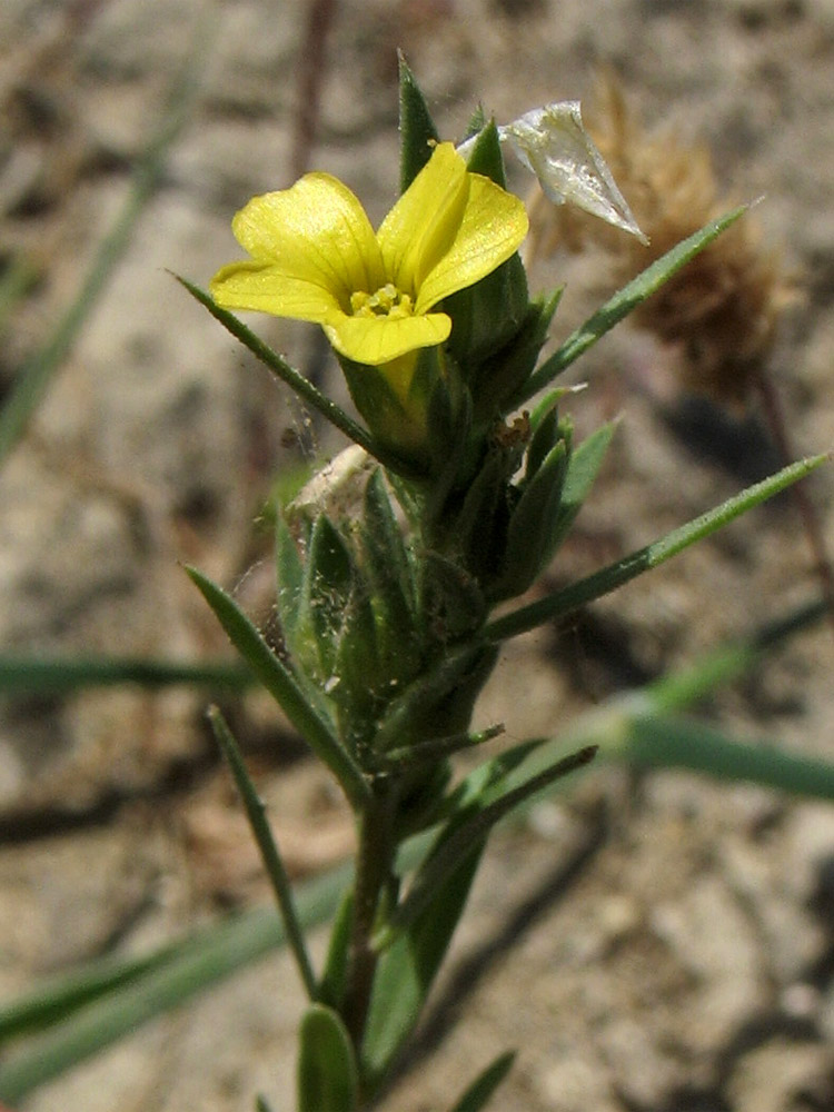 Image of Linum strictum ssp. spicatum specimen.