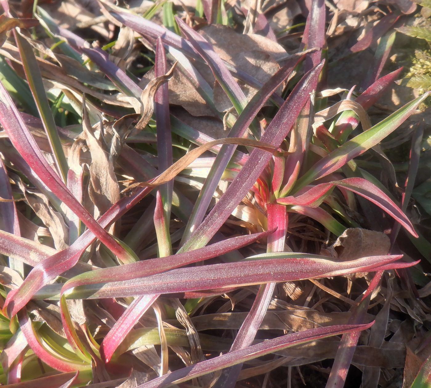 Image of genus Armeria specimen.