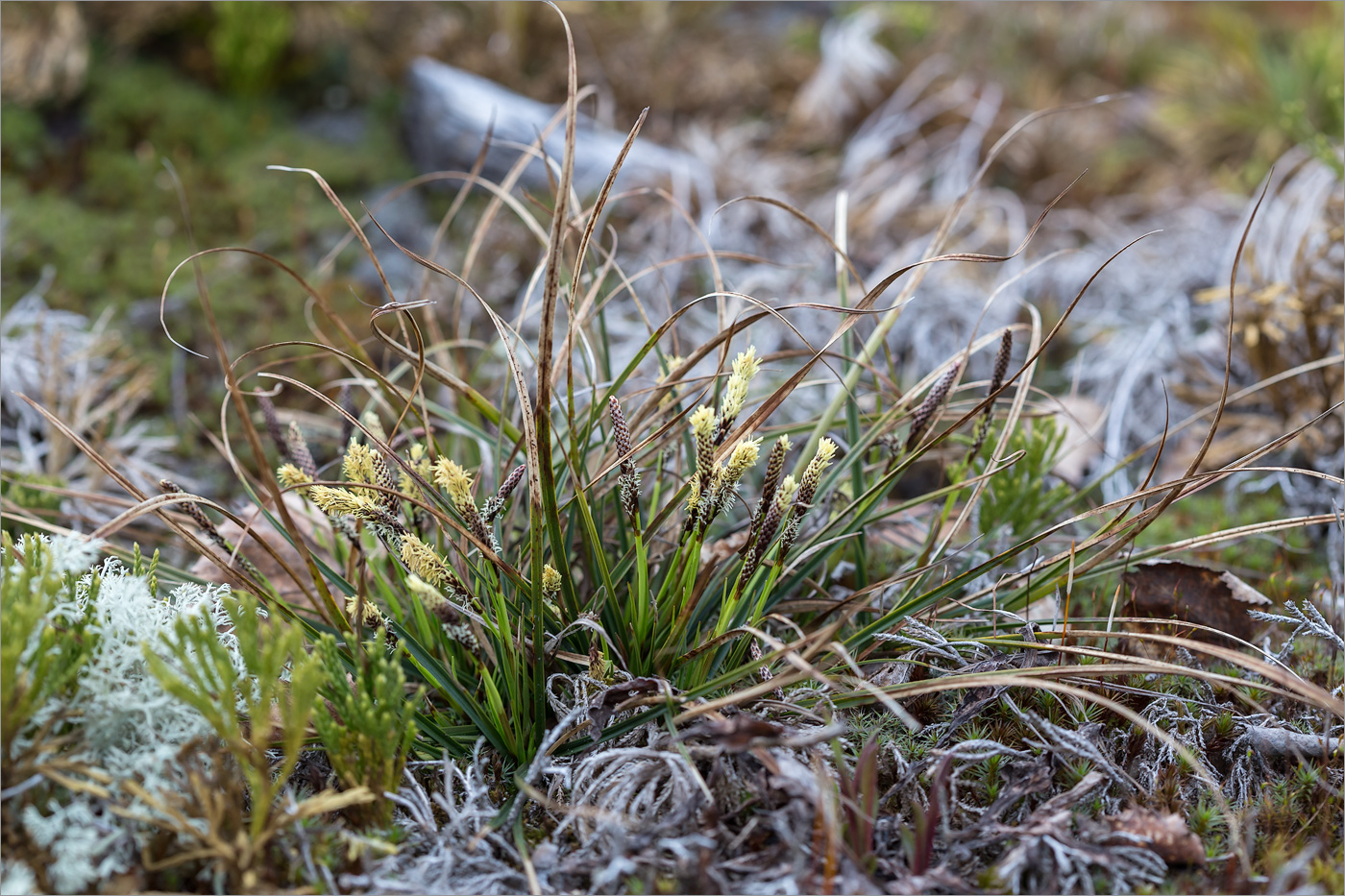 Изображение особи Carex ericetorum.