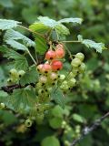 Ribes rubrum. Веточка с созревающими плодами. Белоруссия, Витебская обл., пос. Езерище, в культуре. 20.06.2010.