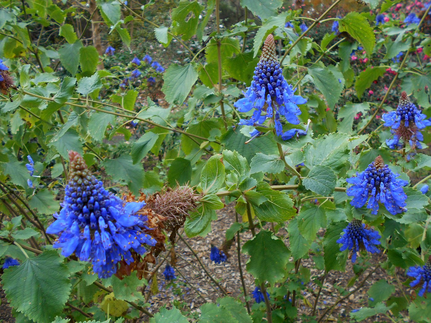 Image of Coleus livingstonei specimen.