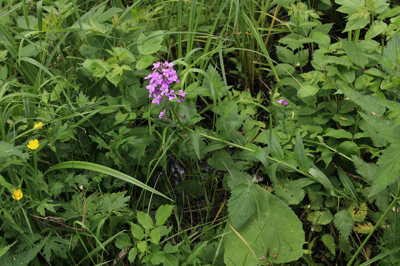 Image of Hesperis sibirica specimen.