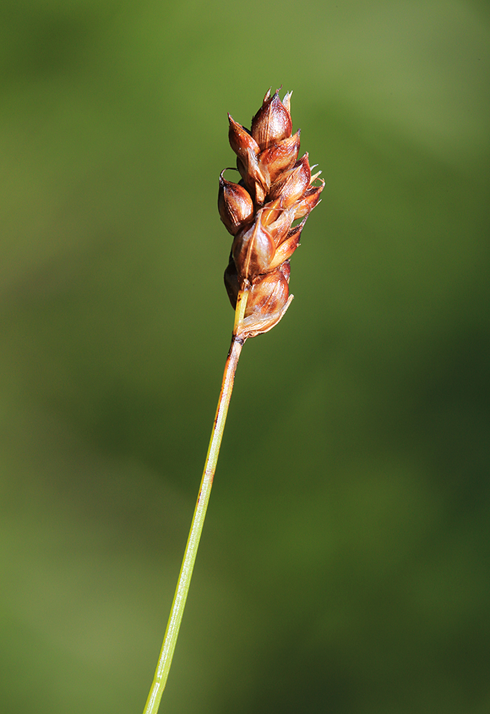 Изображение особи Carex duriuscula.