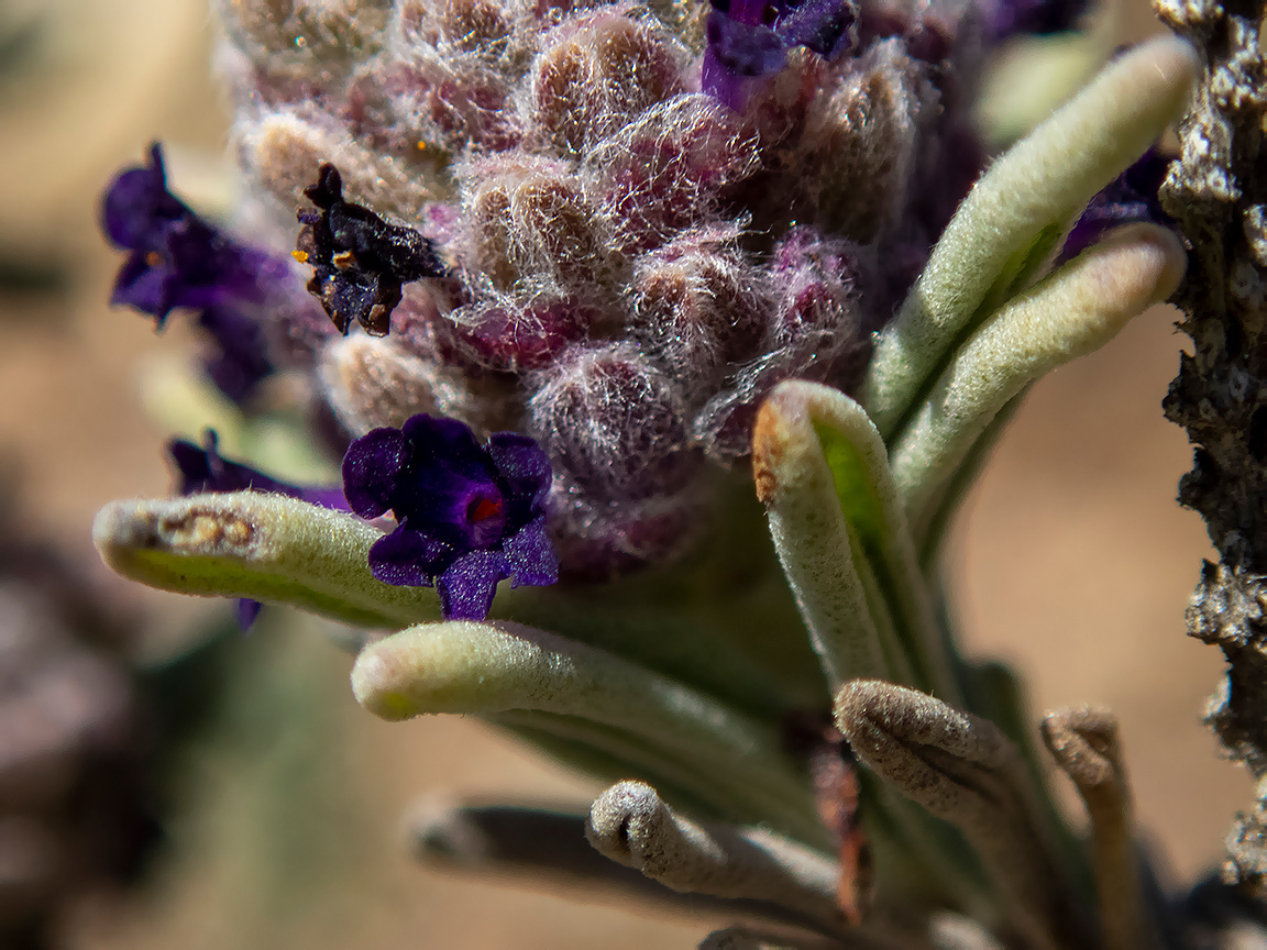 Изображение особи Lavandula stoechas.