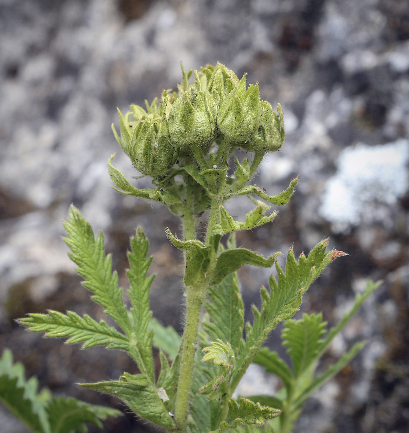 Изображение особи Potentilla longifolia.