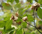 Ptelea trifoliata