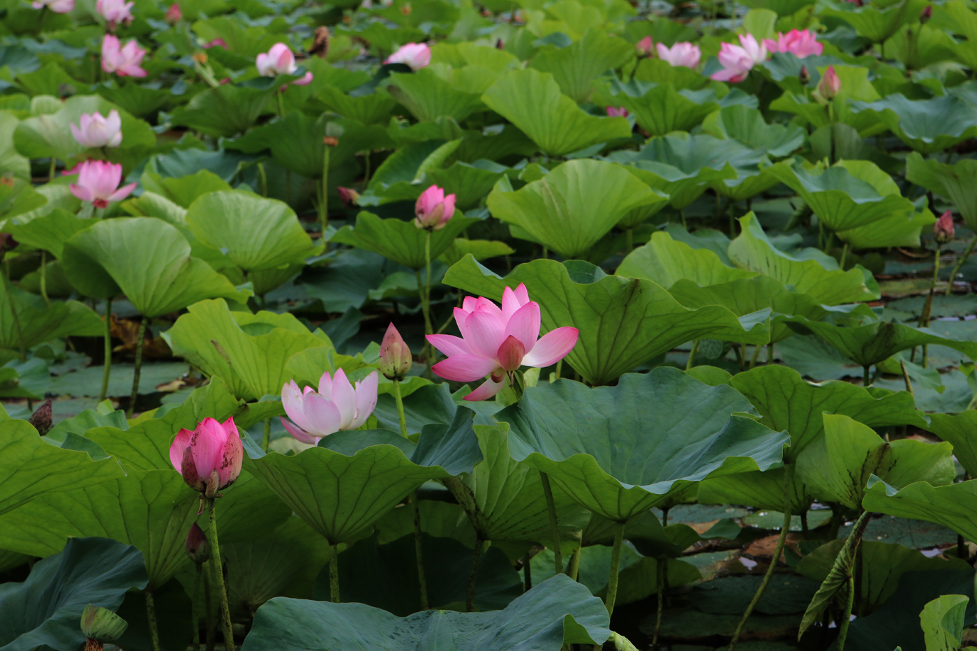 Image of Nelumbo komarovii specimen.