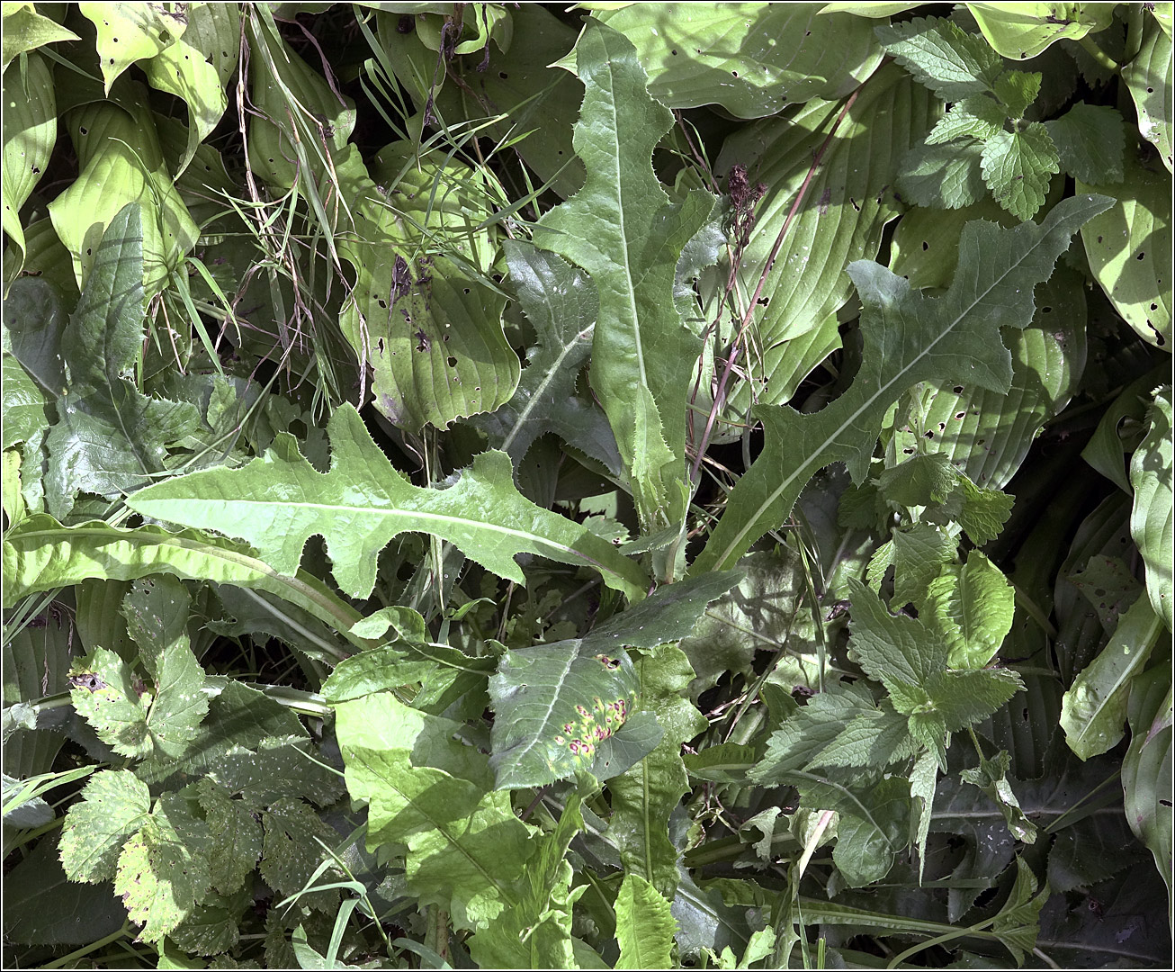 Image of Sonchus arvensis specimen.