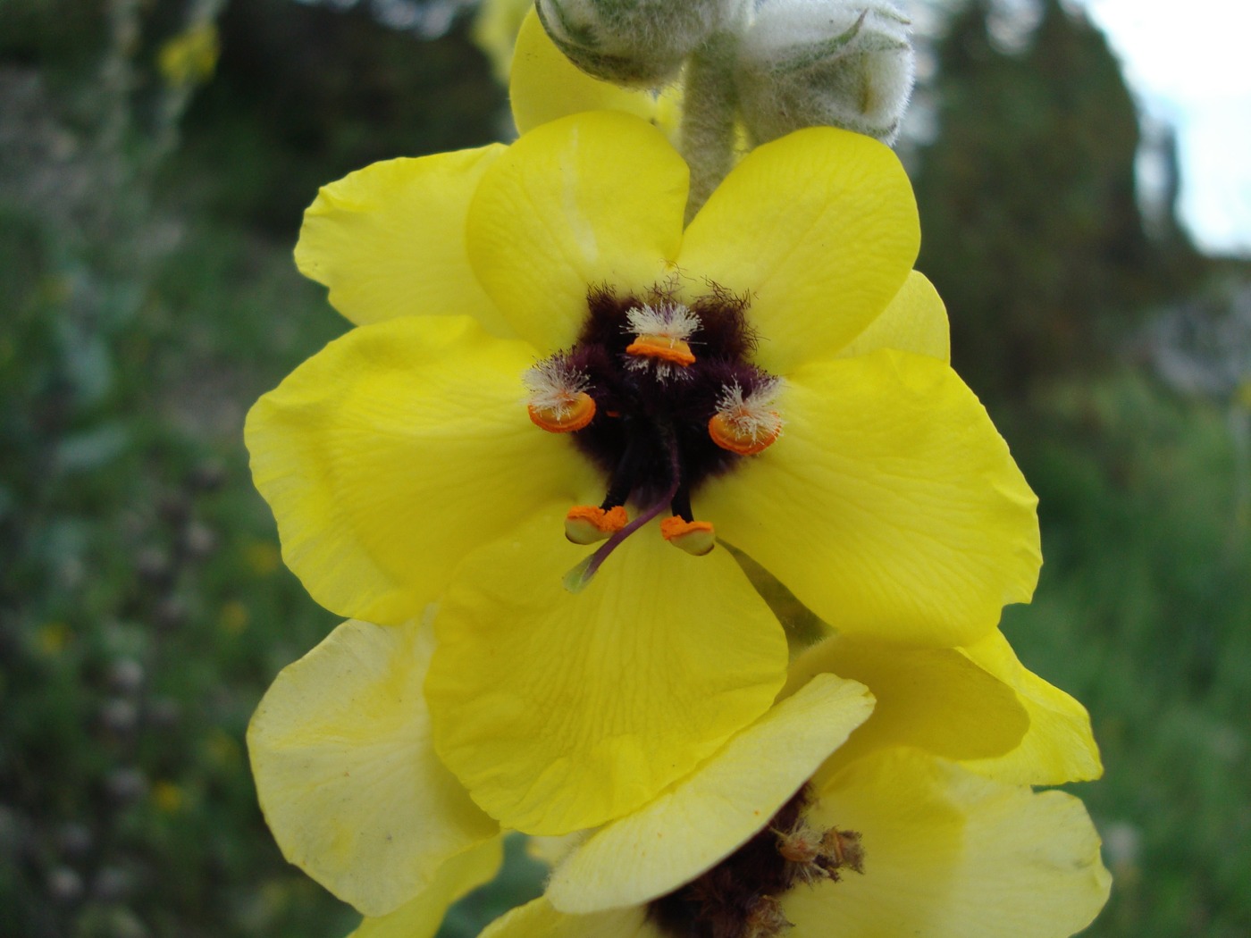 Image of Verbascum formosum specimen.