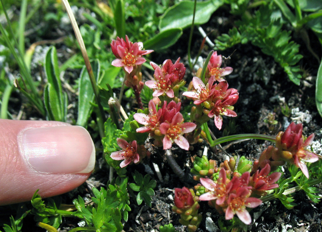 Изображение особи Sedum tenellum.