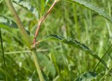 Aconogonon alpinum. Средняя часть стебля с основанием пазушного побега. Республика Алтай, Усть-Коксинский р-н, окр. с. Мульта, окр. Нижнего Мультинского озера, разнотравный лужок в сосновом лесу. 09.07.2021.