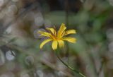 Chondrilla aspera