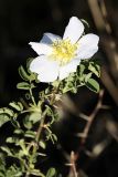 Rosa nanothamnus