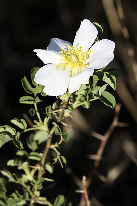 Image of Rosa nanothamnus specimen.