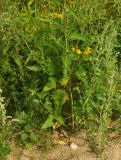 Atriplex sagittata
