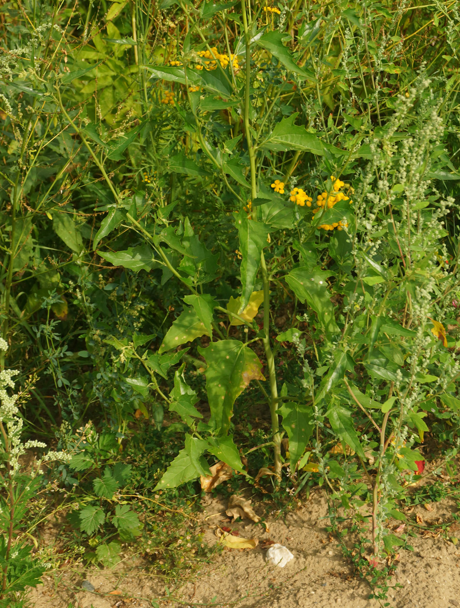 Image of Atriplex sagittata specimen.