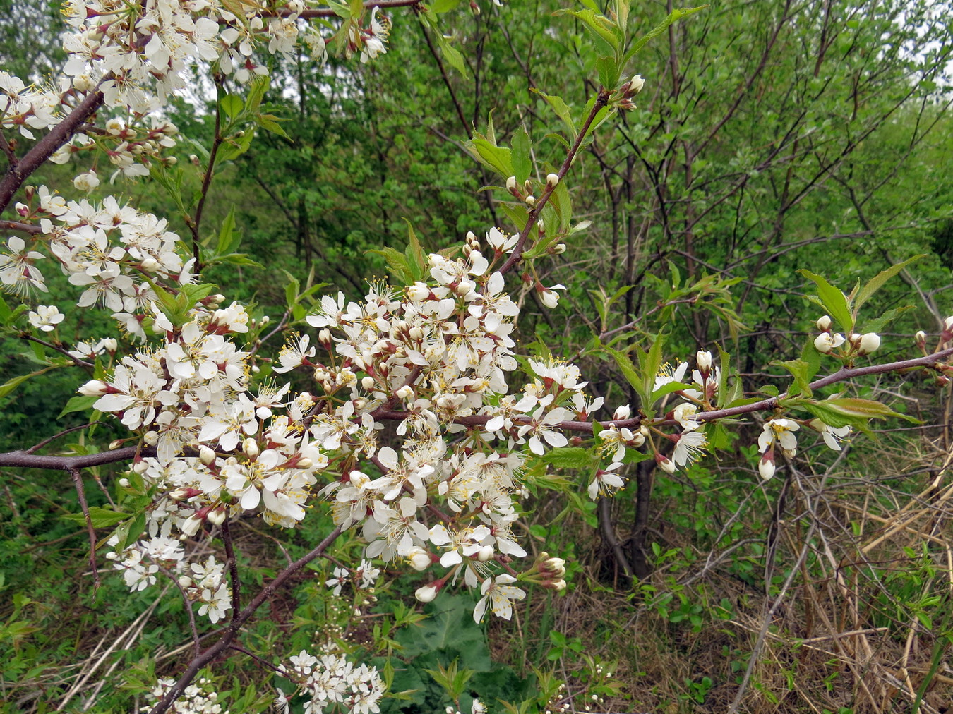 Изображение особи род Prunus.