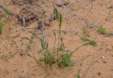 Poa bulbosa ssp. vivipara