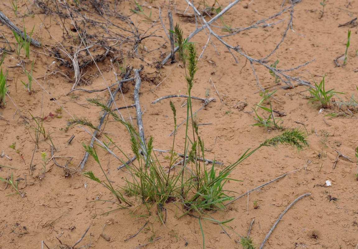 Изображение особи Poa bulbosa ssp. vivipara.