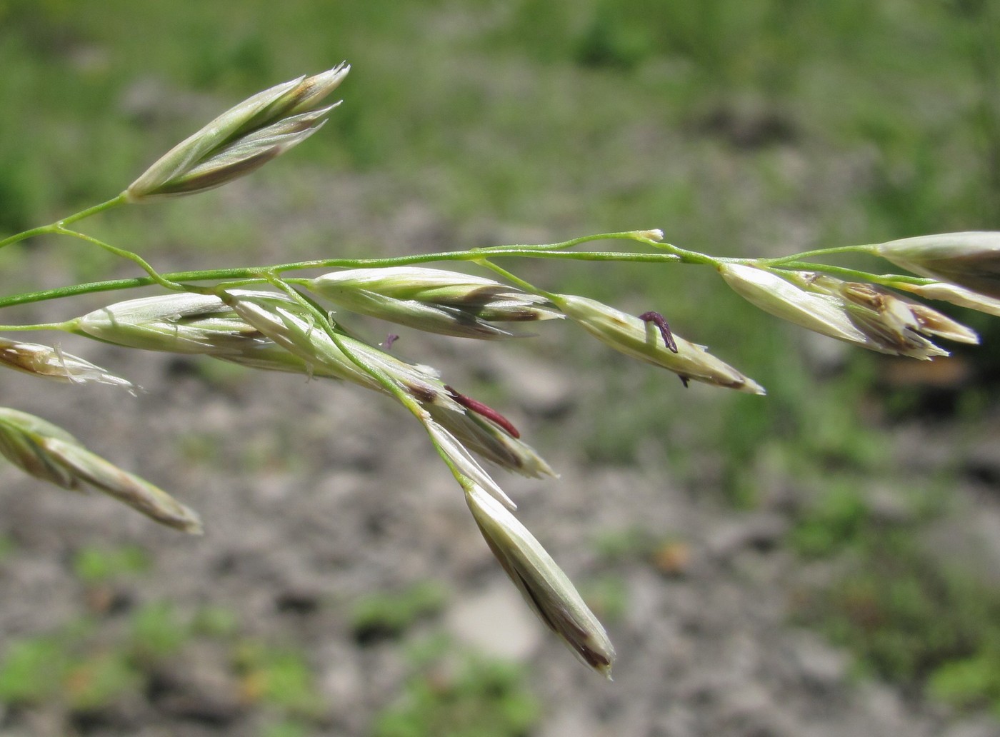 Изображение особи род Festuca.