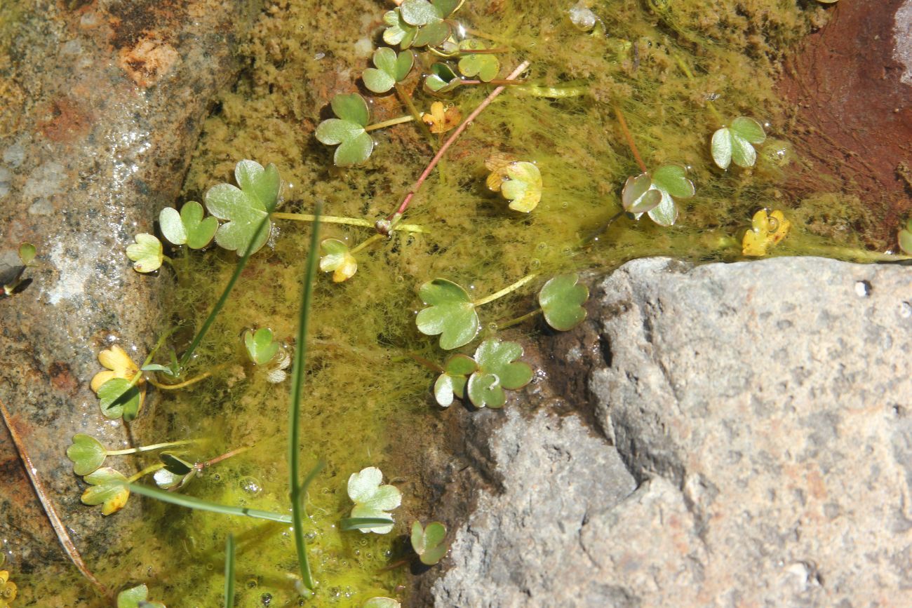 Image of Ranunculus natans specimen.