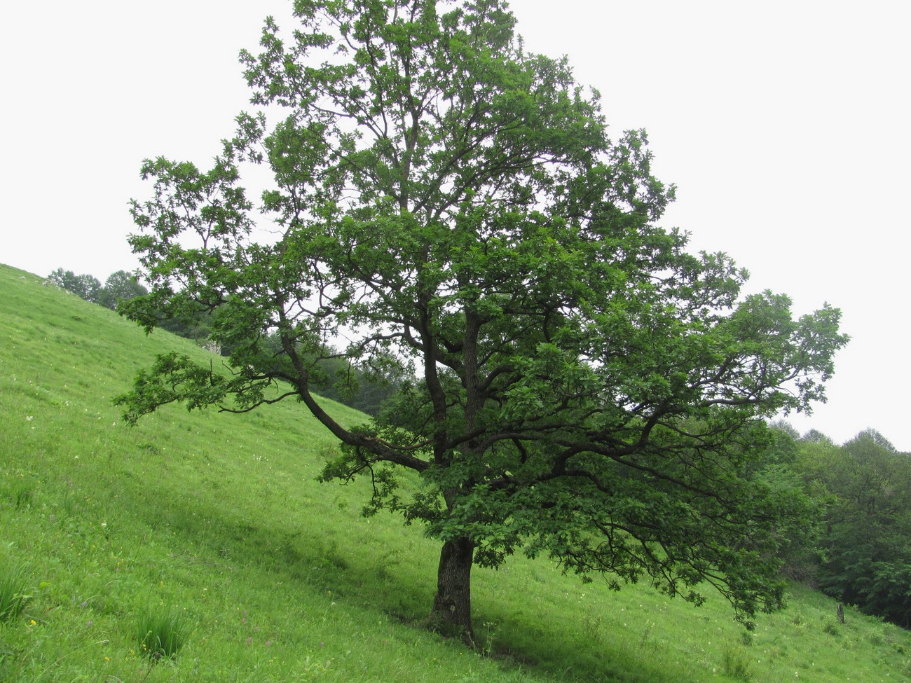 Image of Quercus petraea specimen.