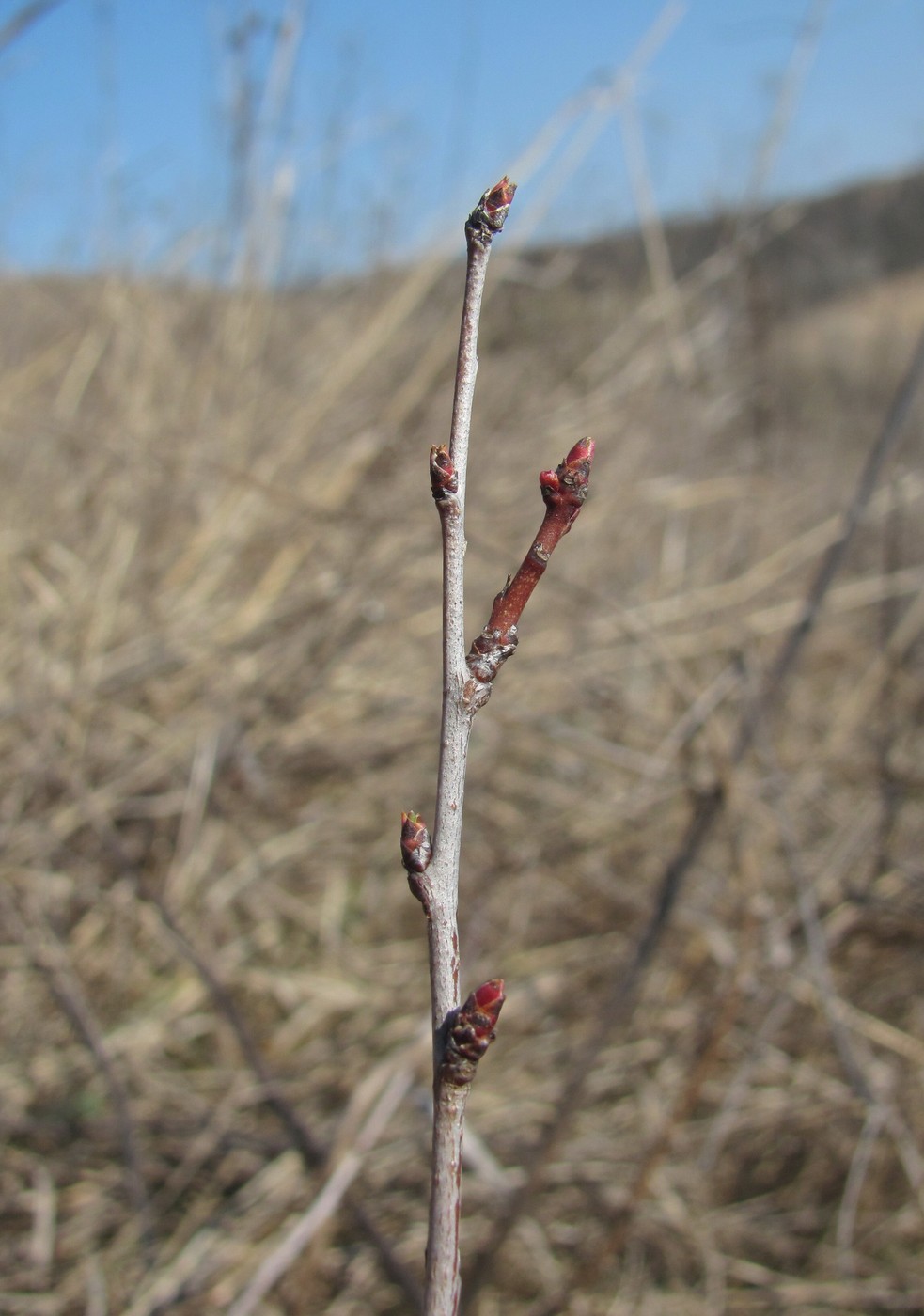 Изображение особи Amygdalus nana.