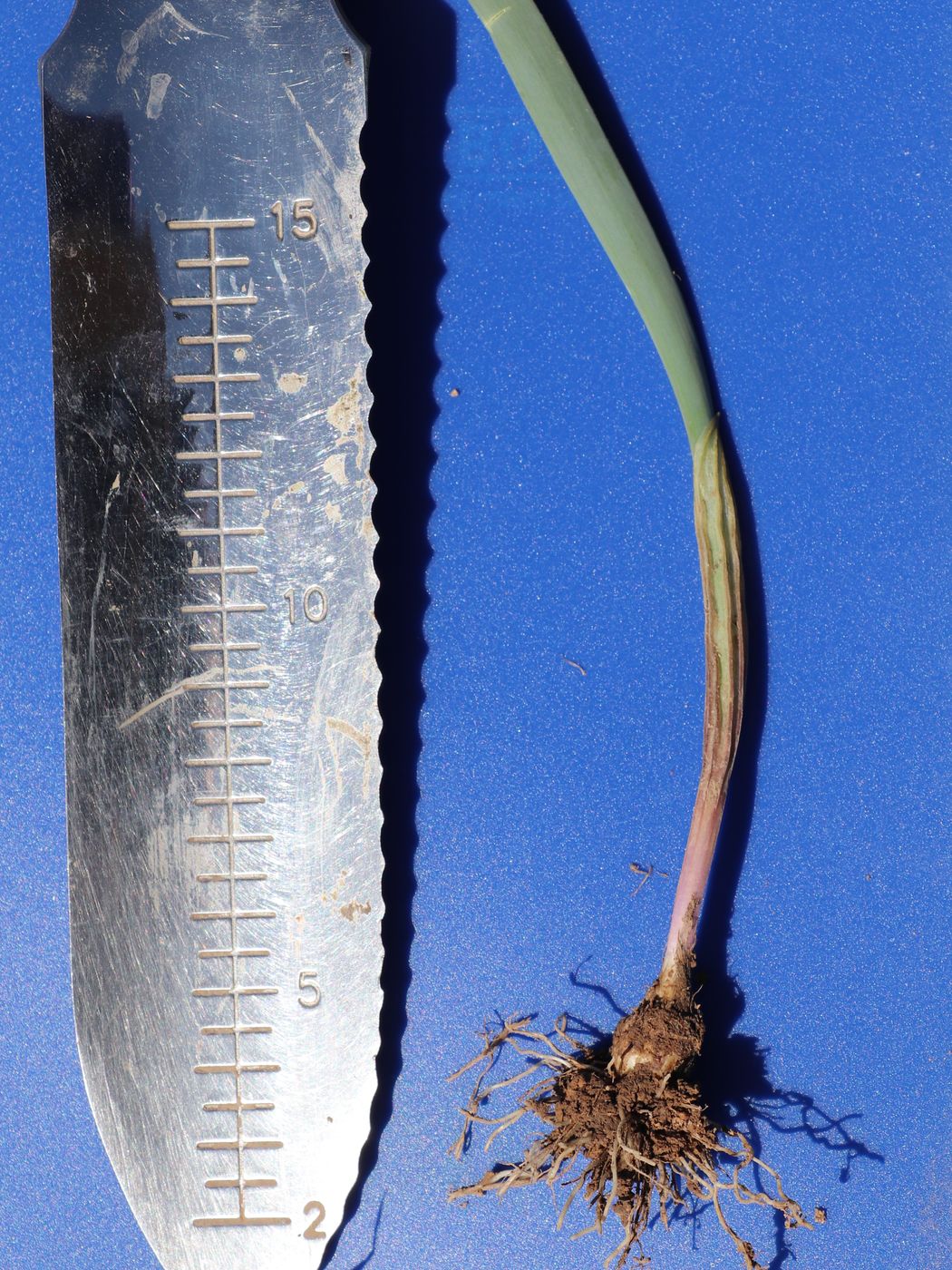 Изображение особи Allium costatovaginatum.