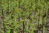 Pteridium tauricum. Верхушки развивающихся вай. Краснодарский край, Лазаревский р-н, мкр-н Дагомыс, гора Успенка 210 м н.у.м., просека. 03.05.2022.