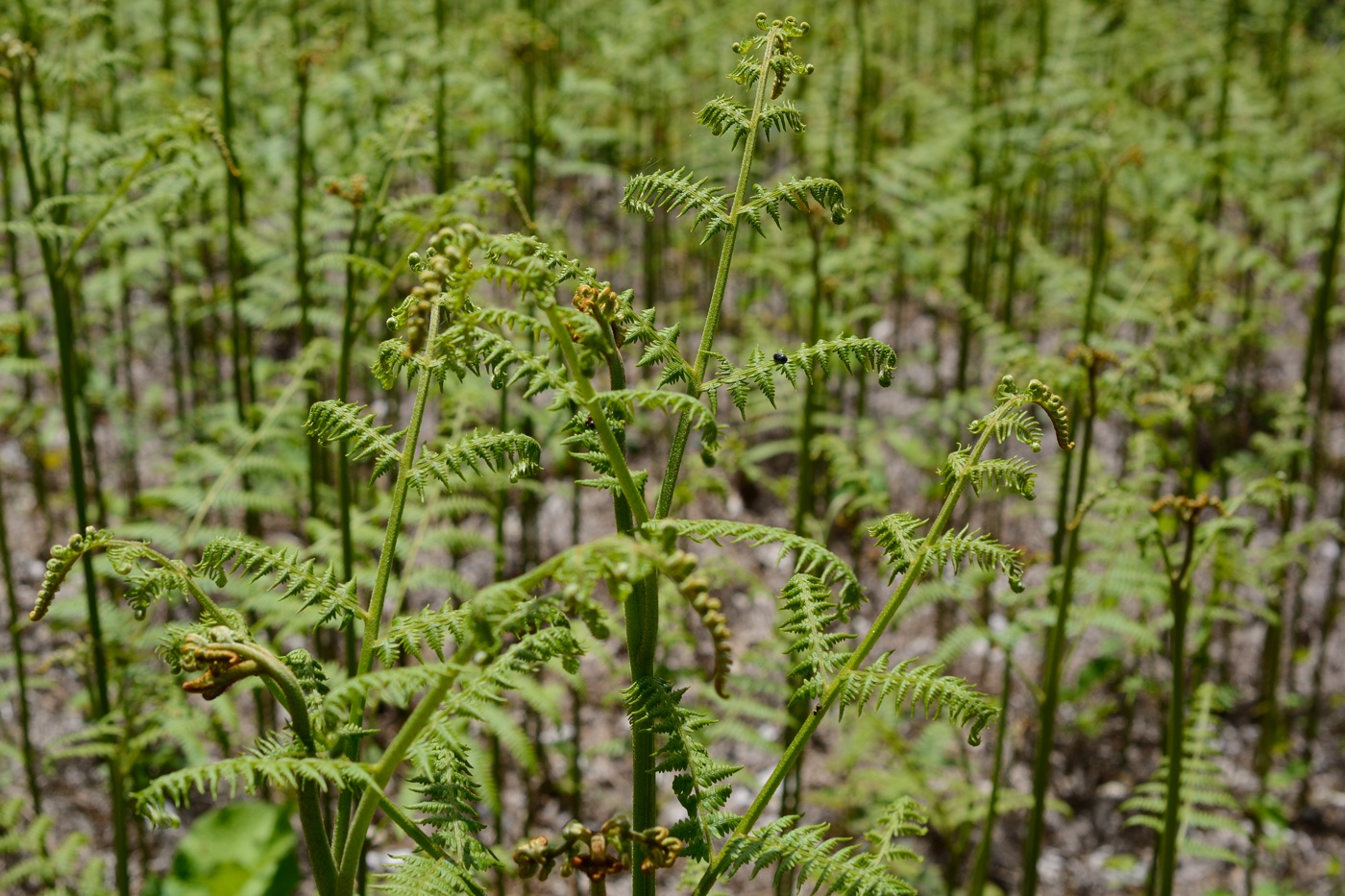 Image of Pteridium tauricum specimen.