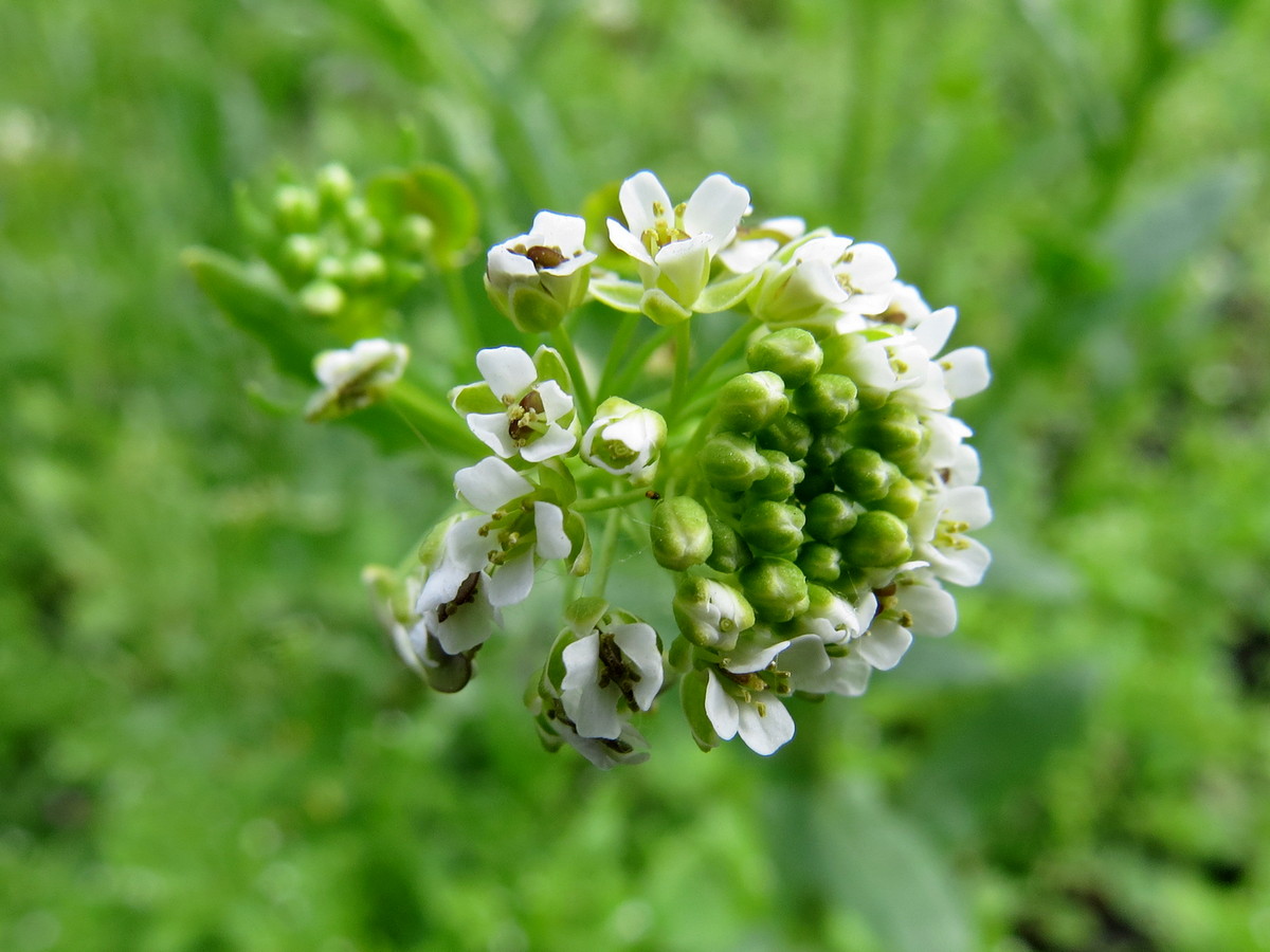 Image of Thlaspi arvense specimen.