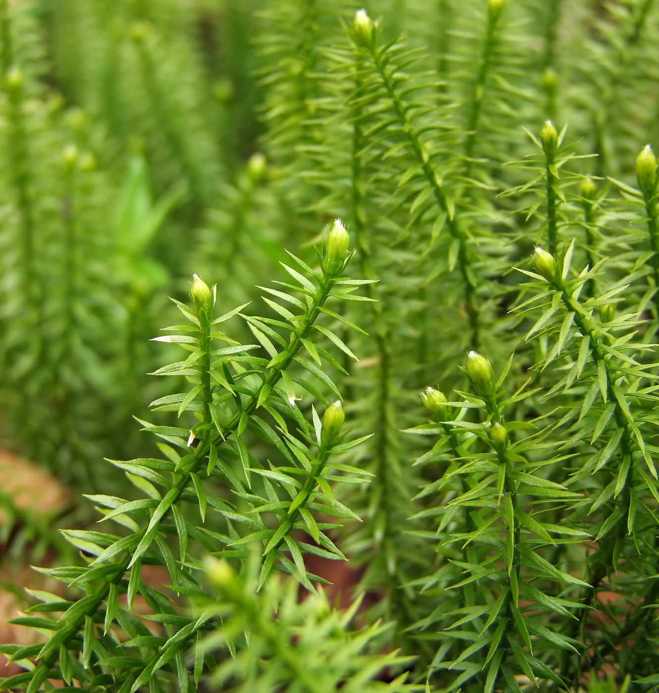 Изображение особи Lycopodium annotinum.