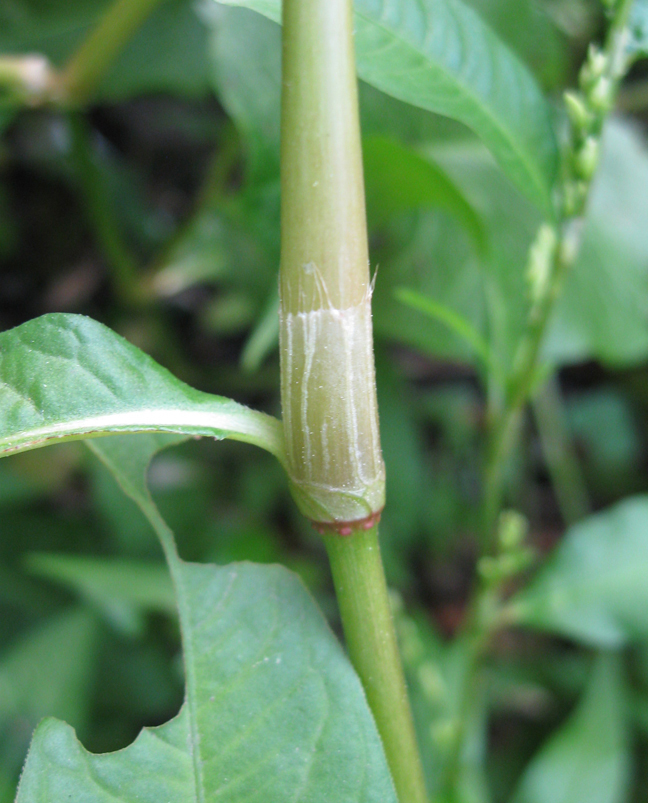 Image of Persicaria maculosa specimen.