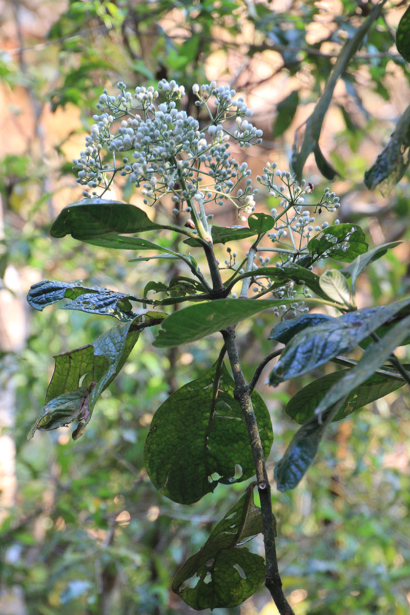 Image of genus Psychotria specimen.