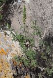 Schizonepeta annua