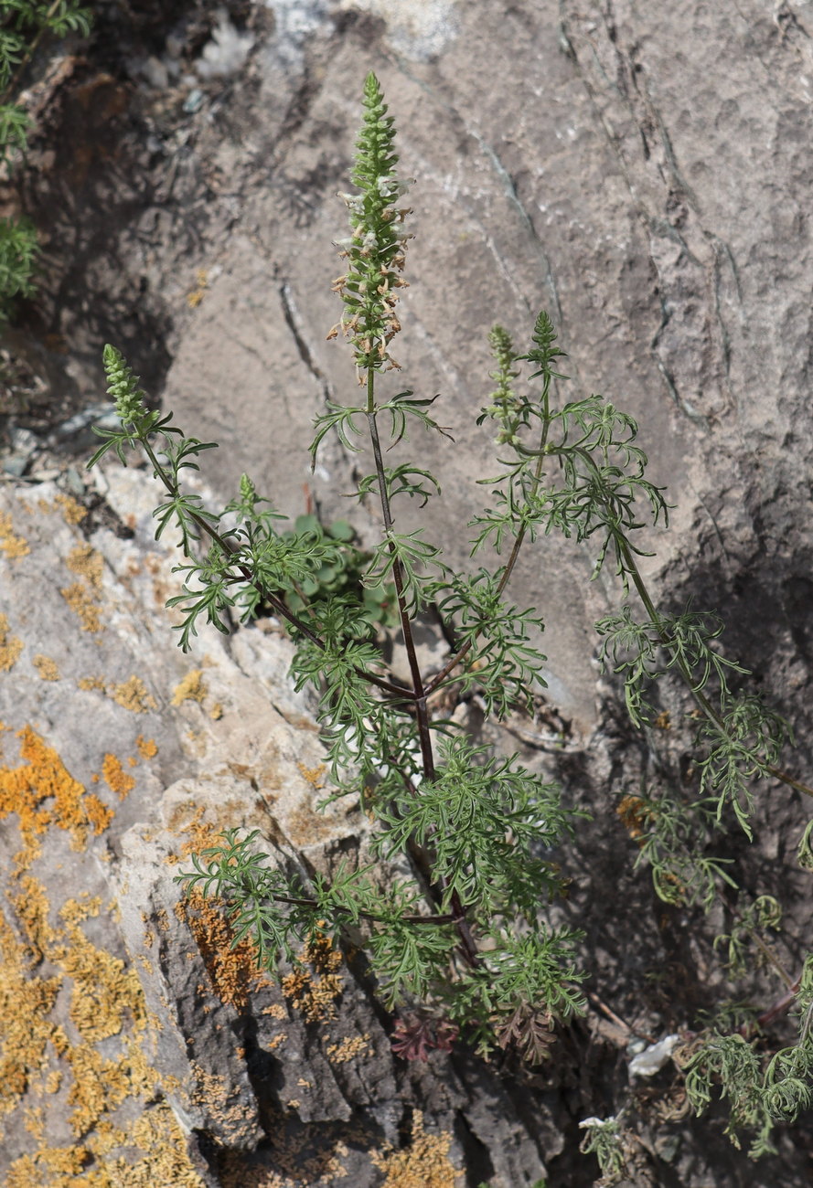 Image of Schizonepeta annua specimen.