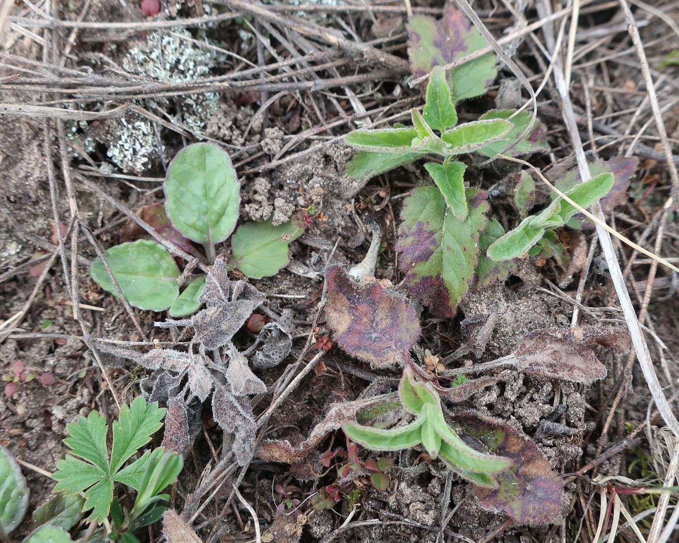 Изображение особи Veronica spicata.