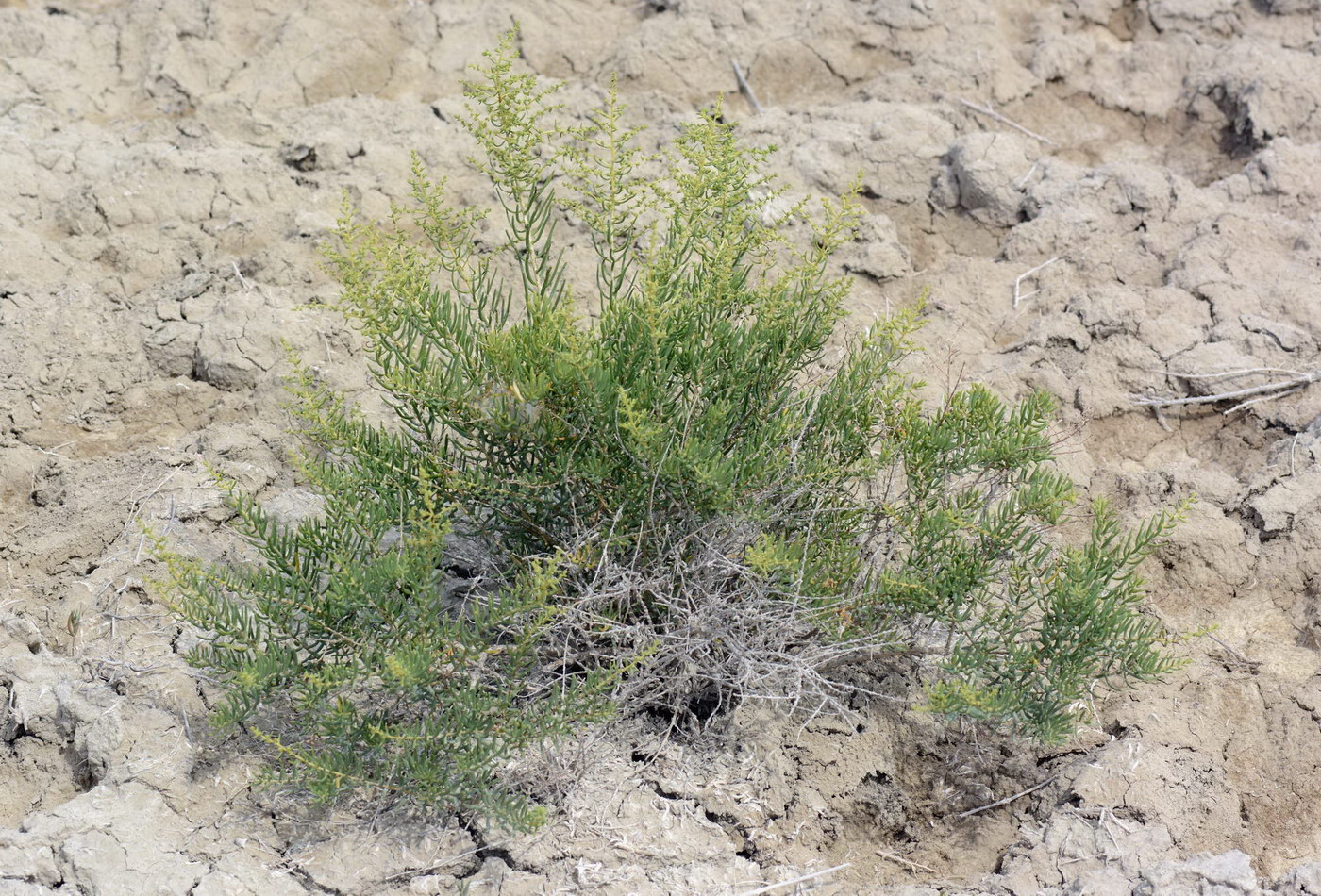 Image of Suaeda physophora specimen.