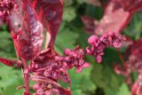 Atriplex hortensis