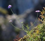 Scabiosa lachnophylla. Цветущее растение. Приморский край, Ольгинский р-н, окр. пос. Тимофеевка, мыс Четырёх Скал, по кромке приморского обрыва. 02.09.2022.