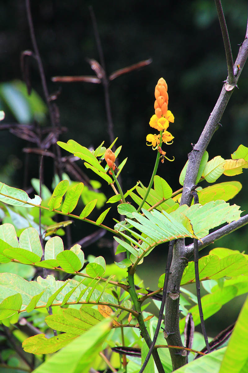 Изображение особи семейство Fabaceae.